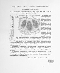 Coniothyrium concentricum image